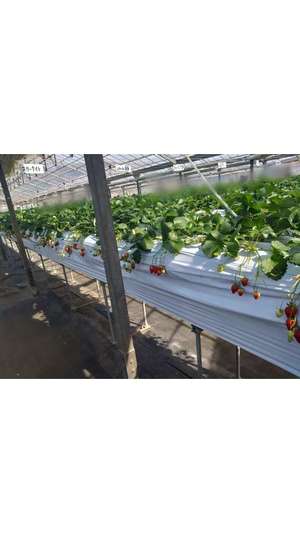 新垣いちかの写メ日記｜ハールブルク 吉原高級店ソープ