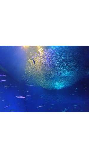 新垣いちかの写メ日記｜ハールブルク 吉原高級店ソープ