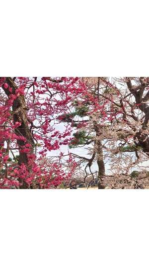 新垣いちかの写メ日記｜ハールブルク 吉原高級店ソープ