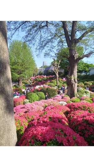 新垣いちかの写メ日記｜ハールブルク 吉原高級店ソープ
