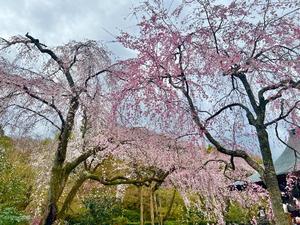 雨宮ひとみの写メ日記｜ハールブルク 吉原高級店ソープ
