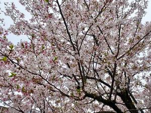 雨宮ひとみの写メ日記｜ハールブルク 吉原高級店ソープ