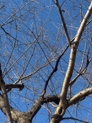 乃木風香の写メ日記｜ハールブルク 吉原高級店ソープ