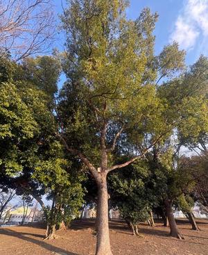 乃木風香の写メ日記｜ハールブルク 吉原高級店ソープ