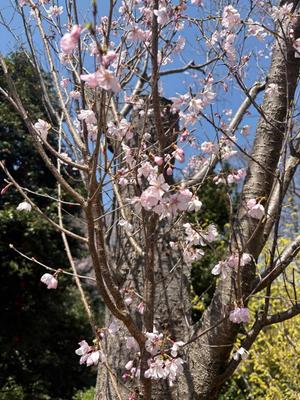 乃木風香の写メ日記｜ハールブルク 吉原高級店ソープ