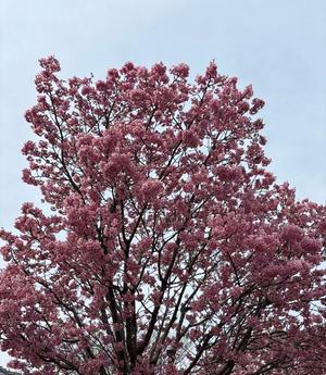 乃木風香の写メ日記｜ハールブルク 吉原高級店ソープ