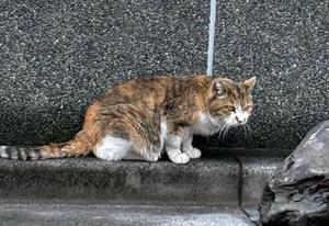 乃木風香の写メ日記｜ハールブルク 吉原高級店ソープ