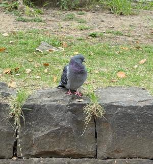 乃木風香の写メ日記｜ハールブルク 吉原高級店ソープ