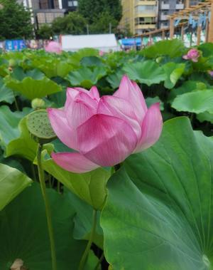 菜月理亜の写メ日記｜ハールブルク 吉原高級店ソープ