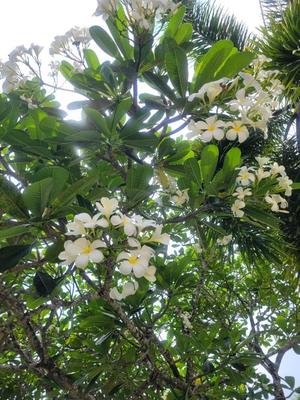 菜月理亜の写メ日記｜ハールブルク 吉原高級店ソープ