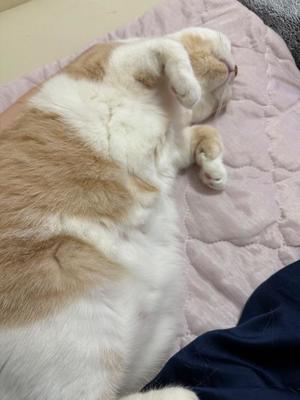 叶 麗花の写メ日記｜ハールブルク 吉原高級店ソープ