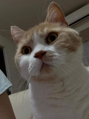 叶 麗花の写メ日記｜ハールブルク 吉原高級店ソープ