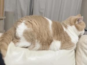 叶 麗花の写メ日記｜ハールブルク 吉原高級店ソープ