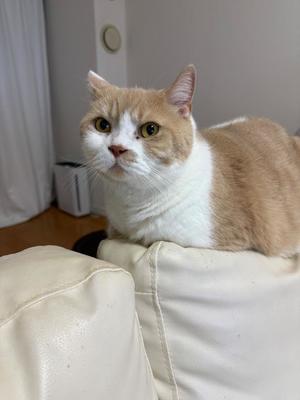 叶 麗花の写メ日記｜ハールブルク 吉原高級店ソープ