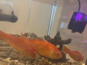 最上アノの写メ日記｜ハールブルク 吉原高級店ソープ