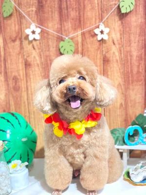 及川真琴の写メ日記｜ハールブルク 吉原高級店ソープ