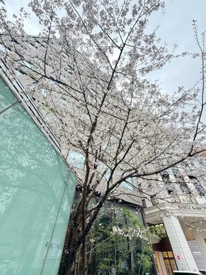 五月あいりの写メ日記｜ハールブルク 吉原高級店ソープ