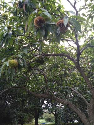 羽田真希の写メ日記｜ハールブルク 吉原高級店ソープ