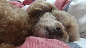 白鷺さらの写メ日記｜ハールブルク 吉原高級店ソープ