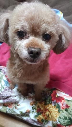 白鷺さらの写メ日記｜ハールブルク 吉原高級店ソープ