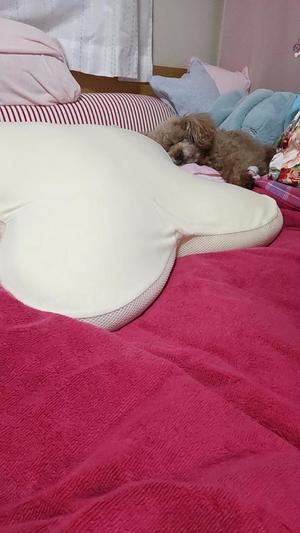 白鷺さらの写メ日記｜ハールブルク 吉原高級店ソープ