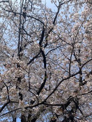 松居楽々の写メ日記｜ハールブルク 吉原高級店ソープ