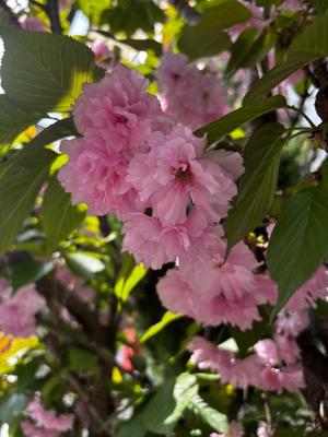 姫桃ももの写メ日記｜ラビアンローズ 吉原高級店ソープ