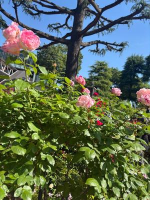 りとの写メ日記｜ラビアンローズ 吉原高級店ソープ