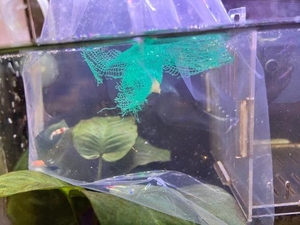 コトリの写メ日記｜ラブ&ピース 吉原格安店ソープ