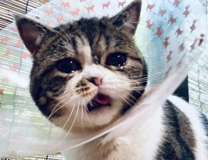 レオナの写メ日記｜プラチナム～PLATINUM～ 吉原格安店ソープ