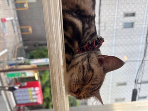 サンゴの写メ日記｜プラチナム～PLATINUM～ 吉原格安店ソープ