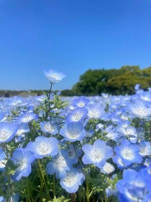 ななせの写メ日記｜ルピナス 吉原高級店ソープ