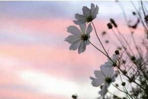 あきの写メ日記｜ルピナス 吉原高級店ソープ