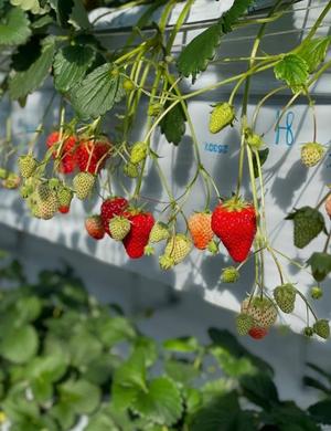 えりかの写メ日記｜ルピナス 吉原高級店ソープ