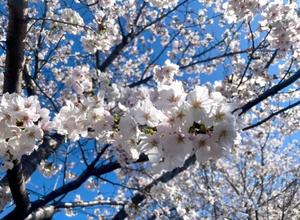 えりかの写メ日記｜ルピナス 吉原高級店ソープ