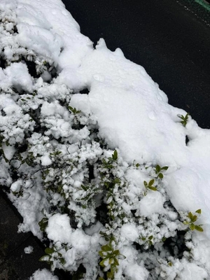 雪音じゅりの写メ日記｜リュクス～LUXE～ 吉原高級店ソープ