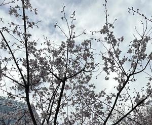 Oukaの写メ日記｜ラグジュアリー 吉原高級店ソープ