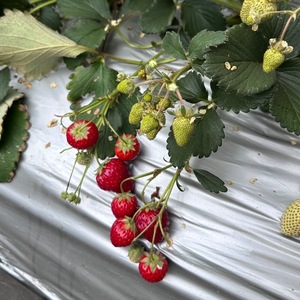 Asaの写メ日記｜ラグジュアリー 吉原高級店ソープ