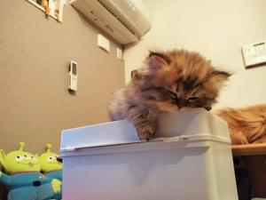 ほたるの写メ日記｜オペラ 吉原高級店ソープ