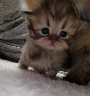 ほたるの写メ日記｜オペラ 吉原高級店ソープ