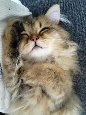 ほたるの写メ日記｜オペラ 吉原高級店ソープ