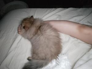 ほたるの写メ日記｜オペラ 吉原高級店ソープ