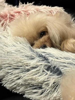 みやびの写メ日記｜王室 吉原高級店ソープ