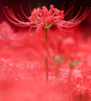 みやびの写メ日記｜王室 吉原高級店ソープ