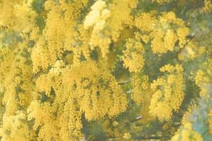 みやびの写メ日記｜王室 吉原高級店ソープ