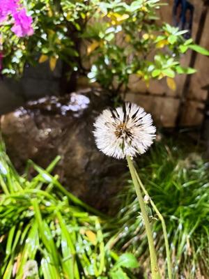 杉咲の写メ日記｜パンドラ 吉原高級店ソープ