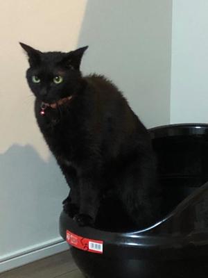 星野の写メ日記｜パンドラ 吉原高級店ソープ