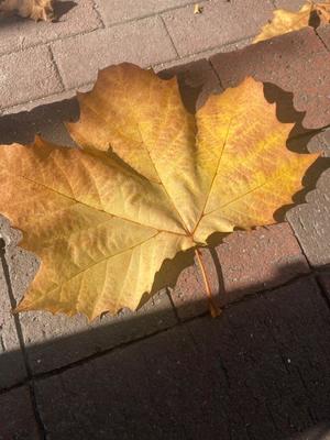 東城の写メ日記｜パンドラ 吉原高級店ソープ
