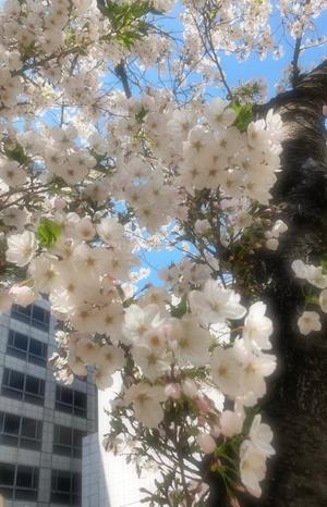 水樹の写メ日記｜パンドラ 吉原高級店ソープ
