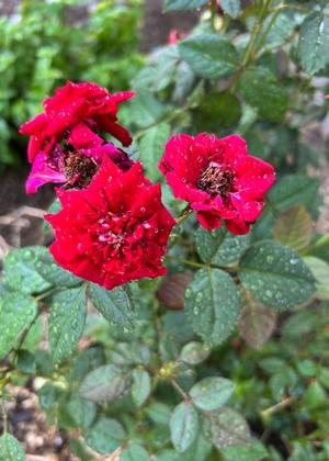 桜井の写メ日記｜パンドラ 吉原高級店ソープ